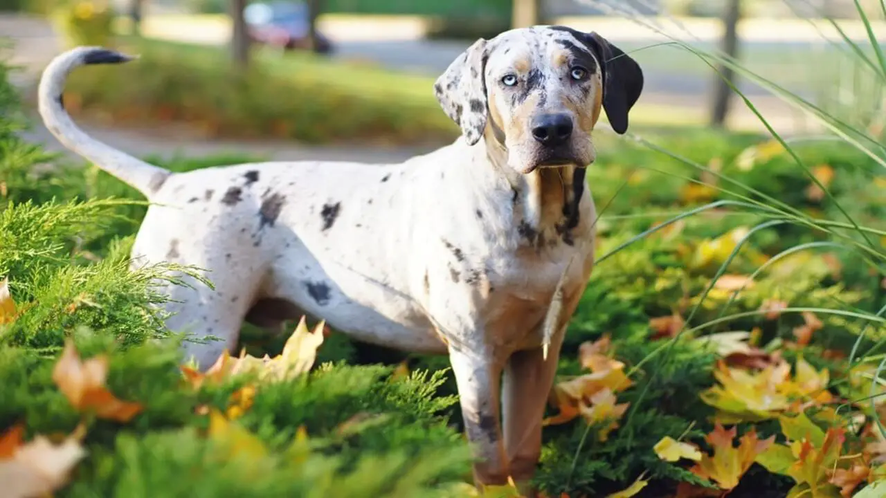 Training Tips For Your Catahoula