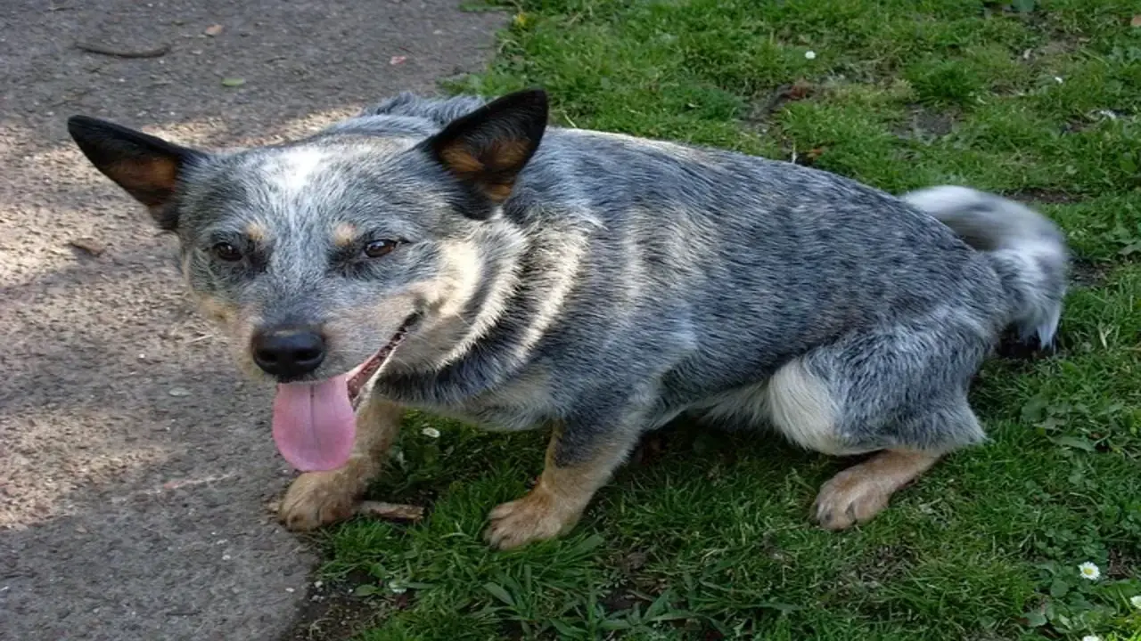 Training Your Blue Heeler To Be Less Clingy