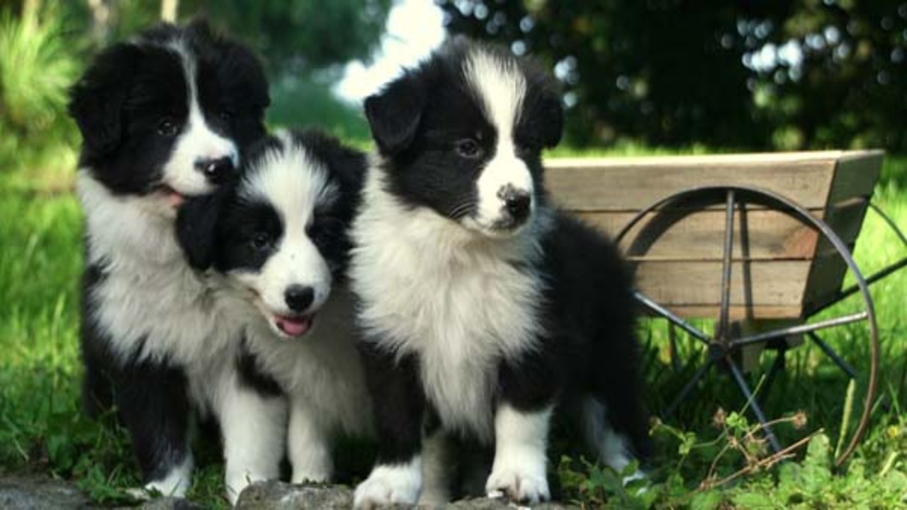 Training Your Border Collie