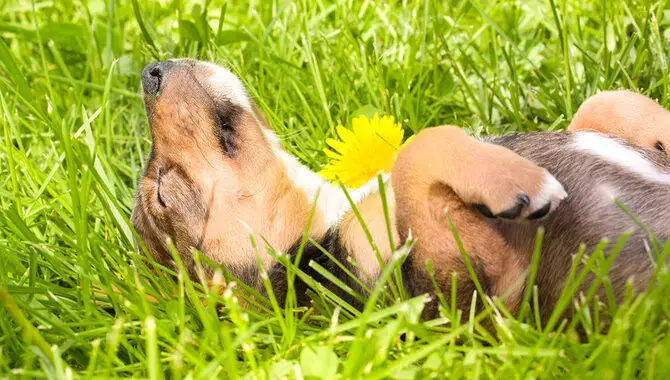 Training Your Dog To Respect The Garden