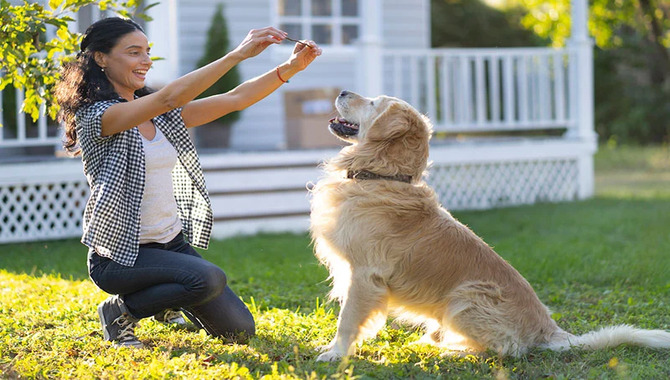 Training Your Dog To Respect The Garden