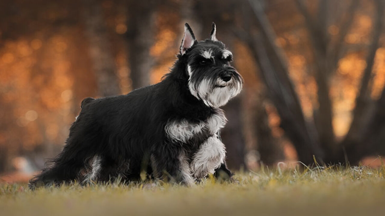 Training Your Schnauzer For Their Perfect Job
