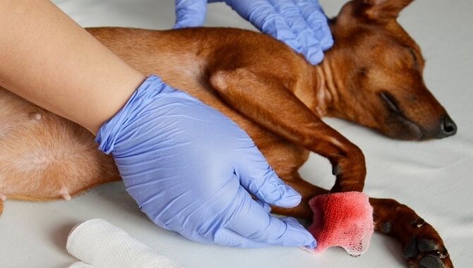 Treating A Bleeding Dog After A Fall