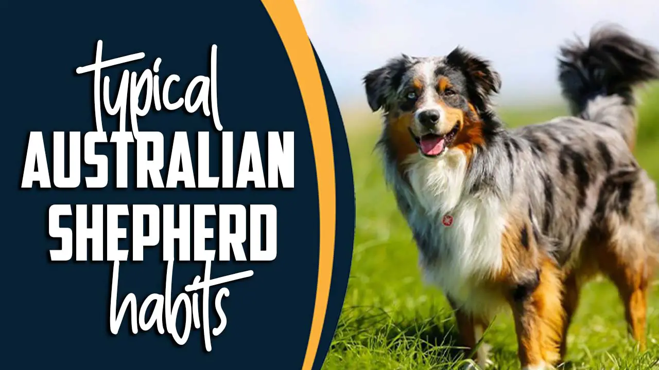 Typical Australian Shepherd Habits