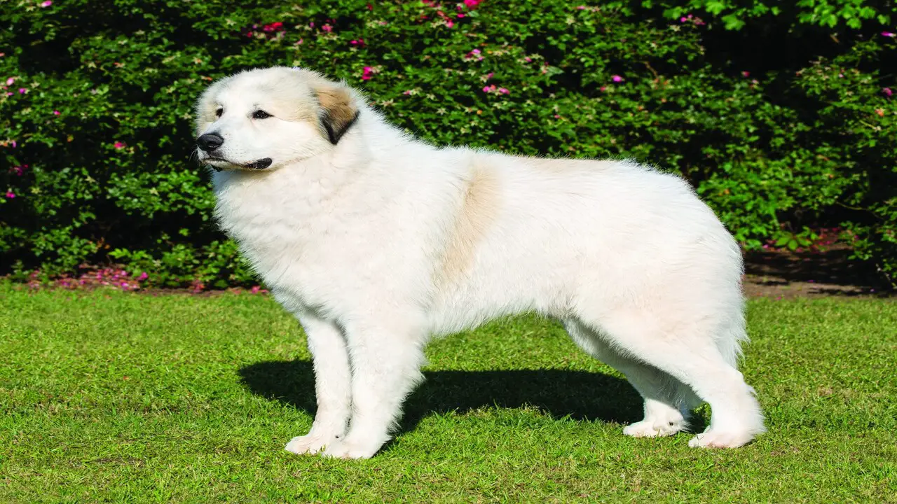 Understanding The Great Pyrenees Breed