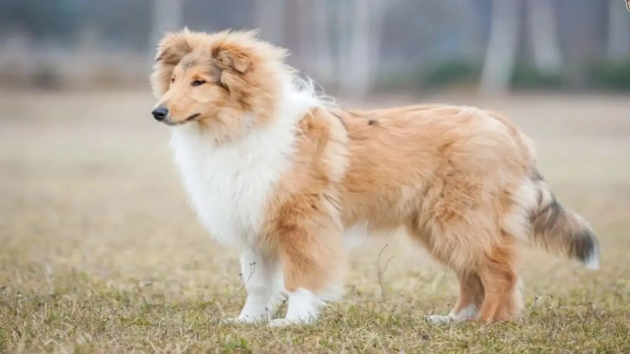 Unleashing The Potential Of Your Rough Collie