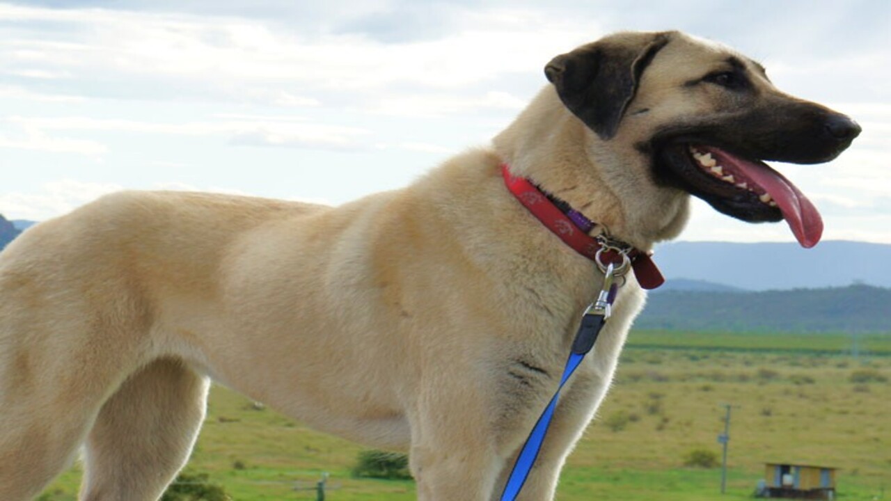 Water Safety Tips For Anatolian Shepherds