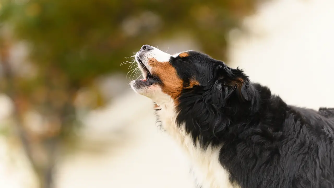Ways To Improve Your Dog's Barking Skills