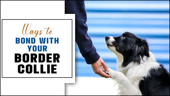 Ways To Bond With Your Border Collie