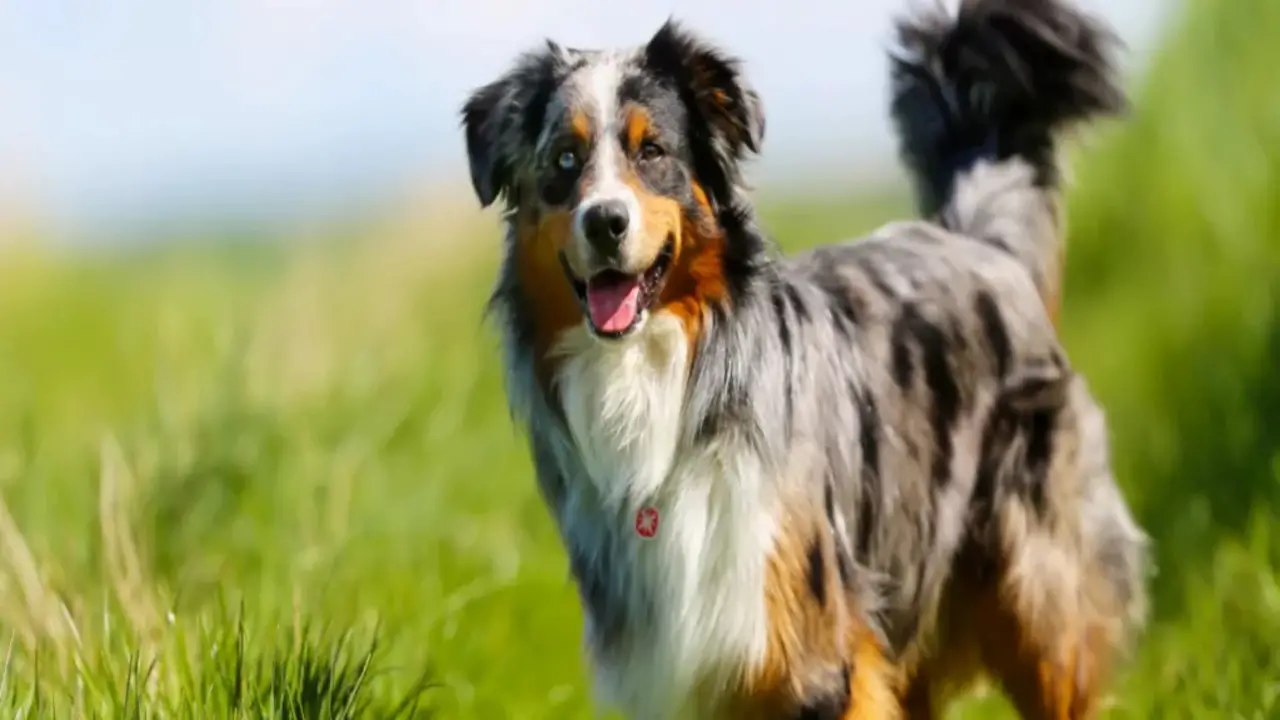 What Are Some Common Concerns When Leaving Australian Shepherds Outdoors