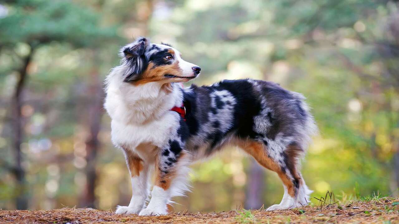 What Colors Do Australian Shepherds Come In
