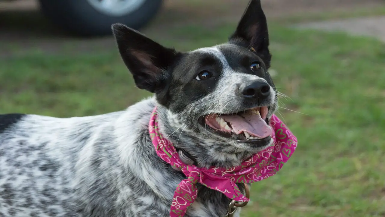 What If Your Blue Heeler Shows More Affection To One Family Member