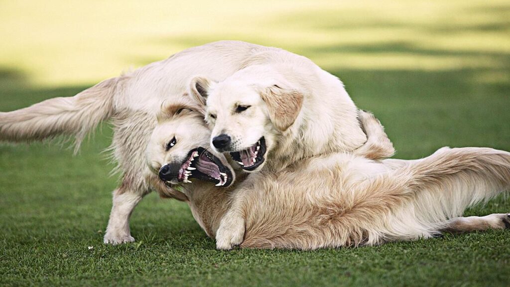 Should You Let Your Dogs Play Fight Unlock The Truth!