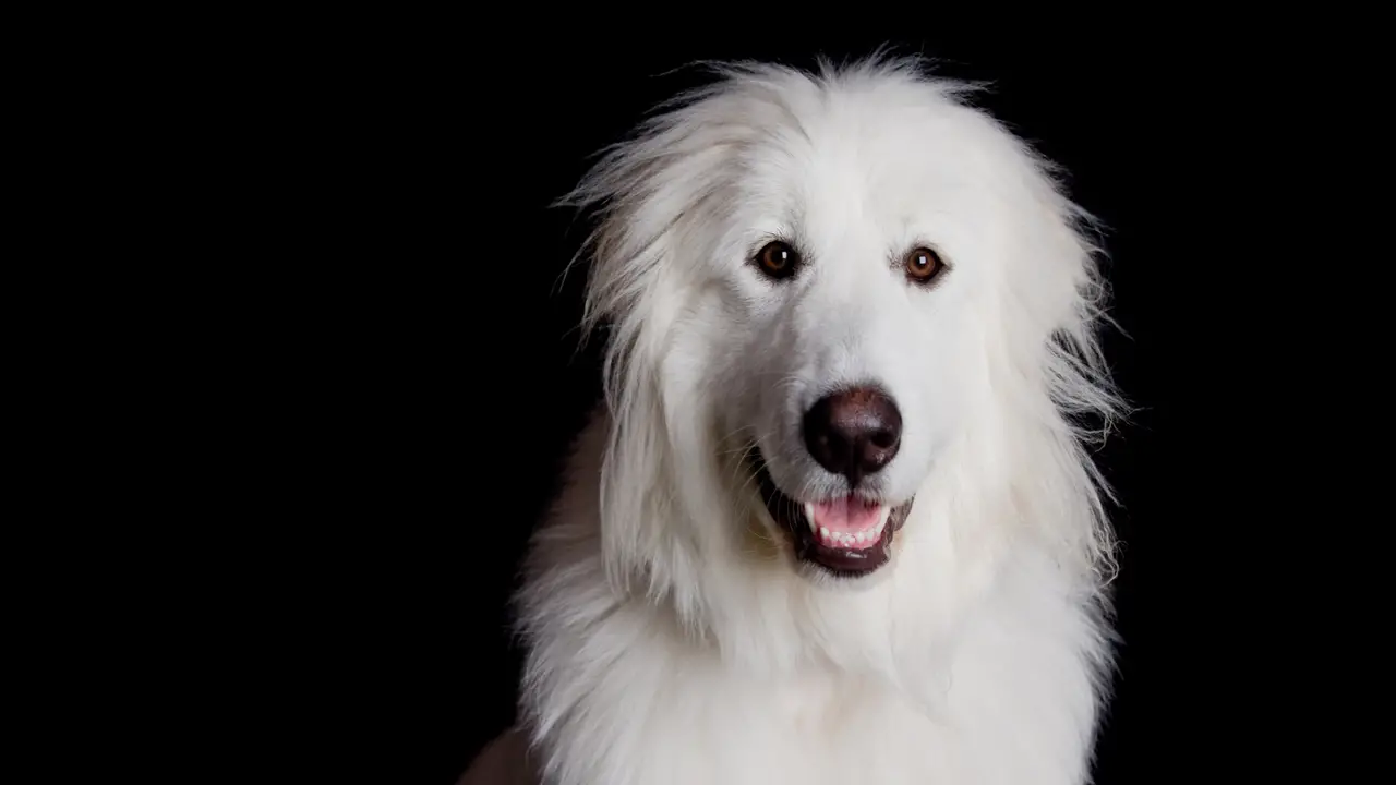 What Is The Best Way To Keep Your Great Pyrenees Happy