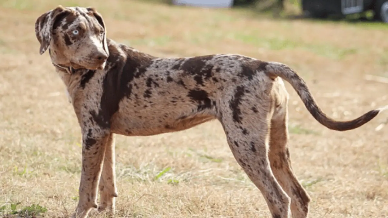 What Is The Catahoula Temperament