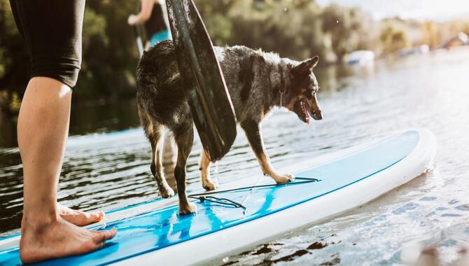What Makes A Great Dog-Friendly Stand-Up Paddleboard (SUP)