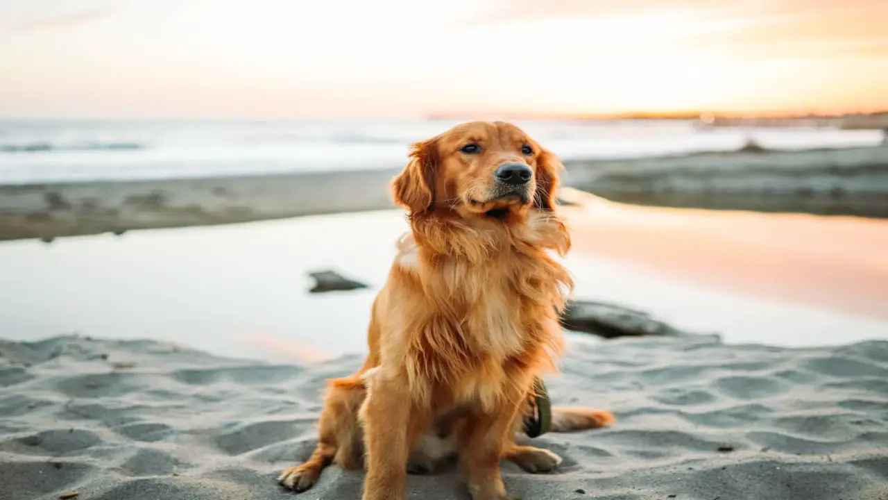 What Makes Golden Retrievers Special