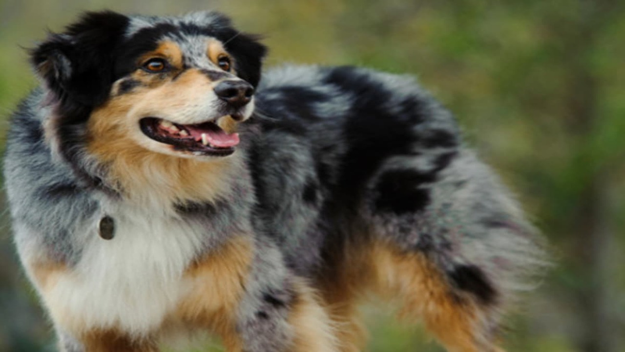 What Other Things You Can Do For Your Australian Shepherd