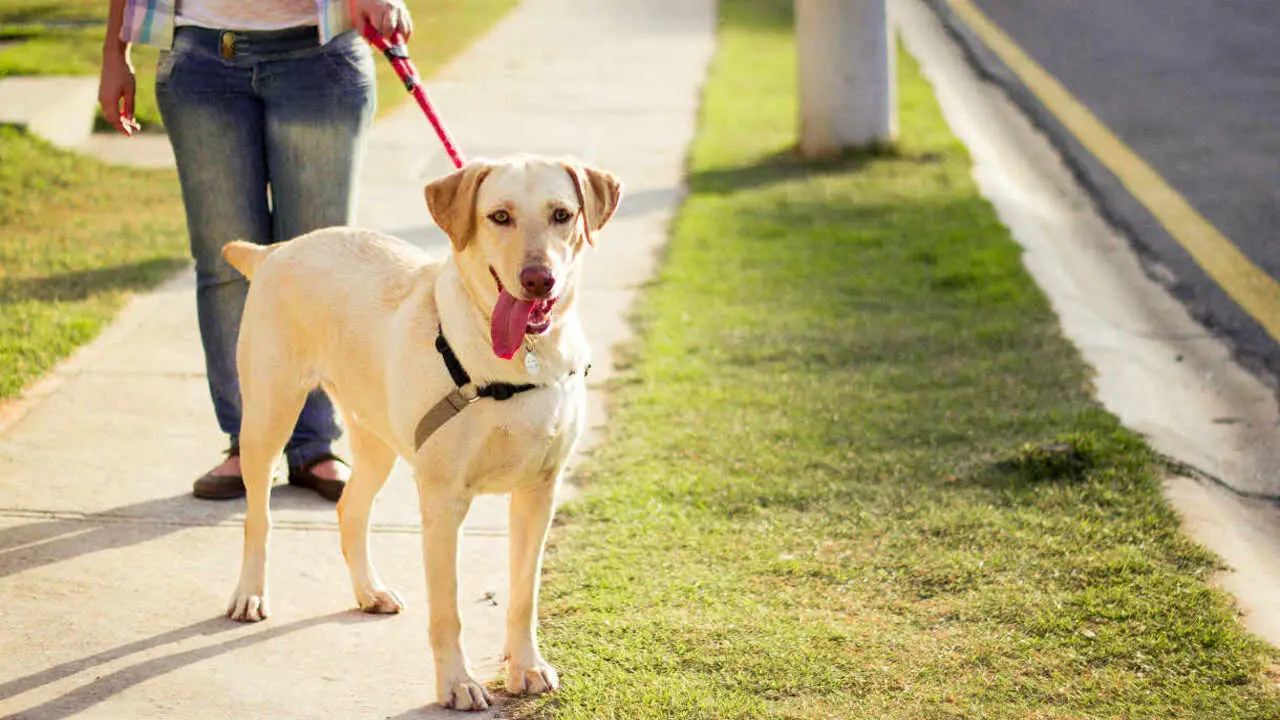 What To Consider Before Taking Your Lab Off-Leash