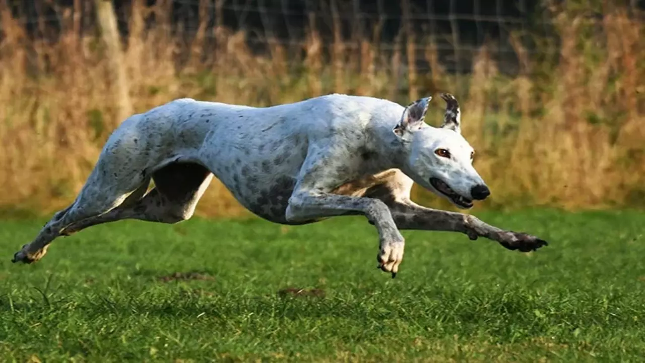 What To Consider When Choosing A Companion For A Greyhound