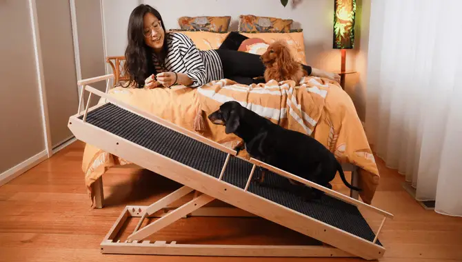 What To Consider When Choosing Between Ramps And Stairs For Dogs