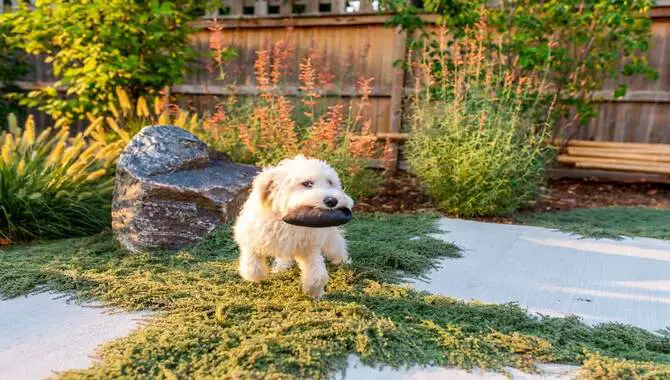 Dog-Friendly Garden Ideas