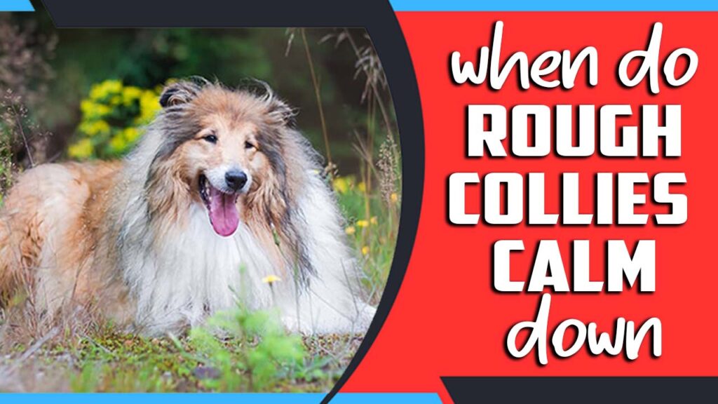When Do Rough Collies Calm Down A Guide For Beginner's