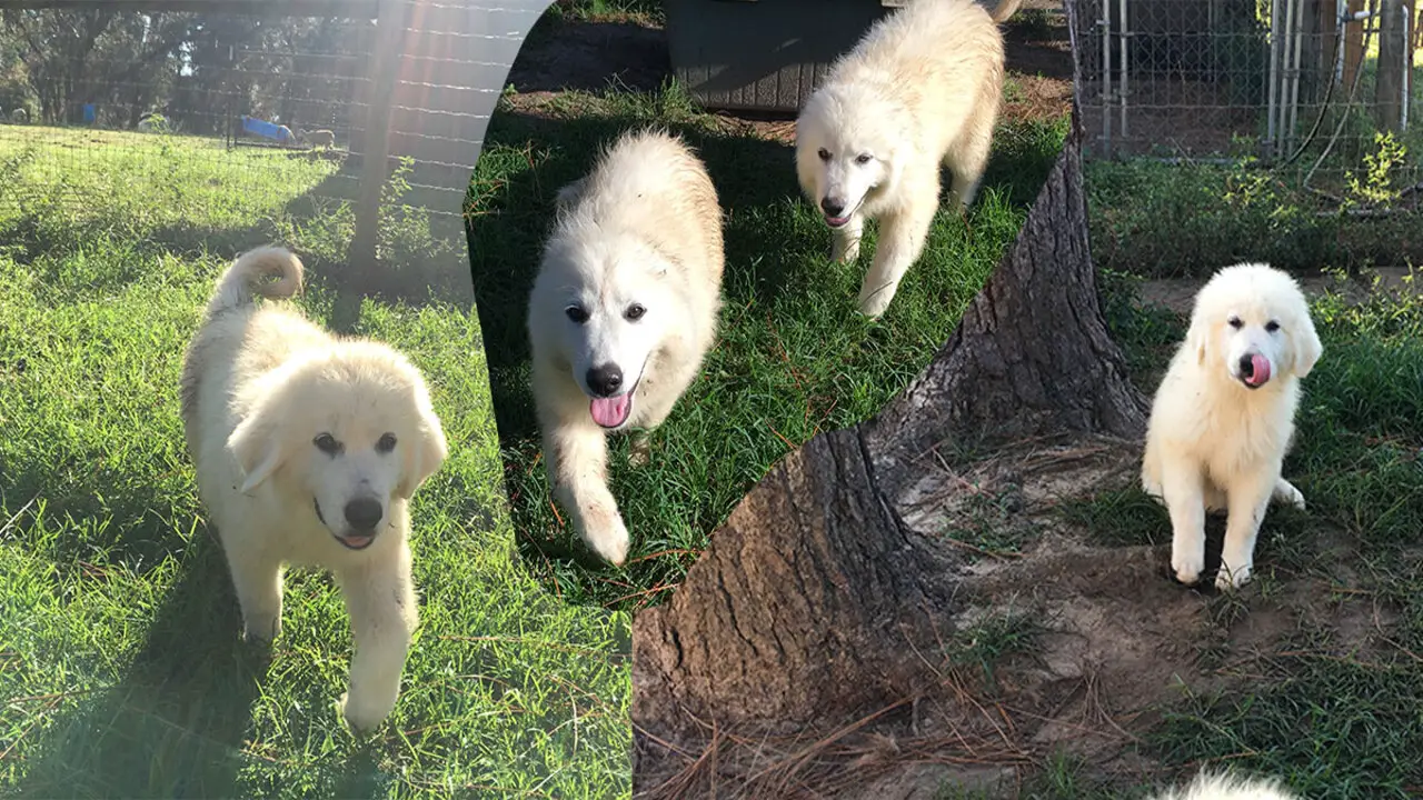 Where To Find Great-Pyrenees Puppies For Sale