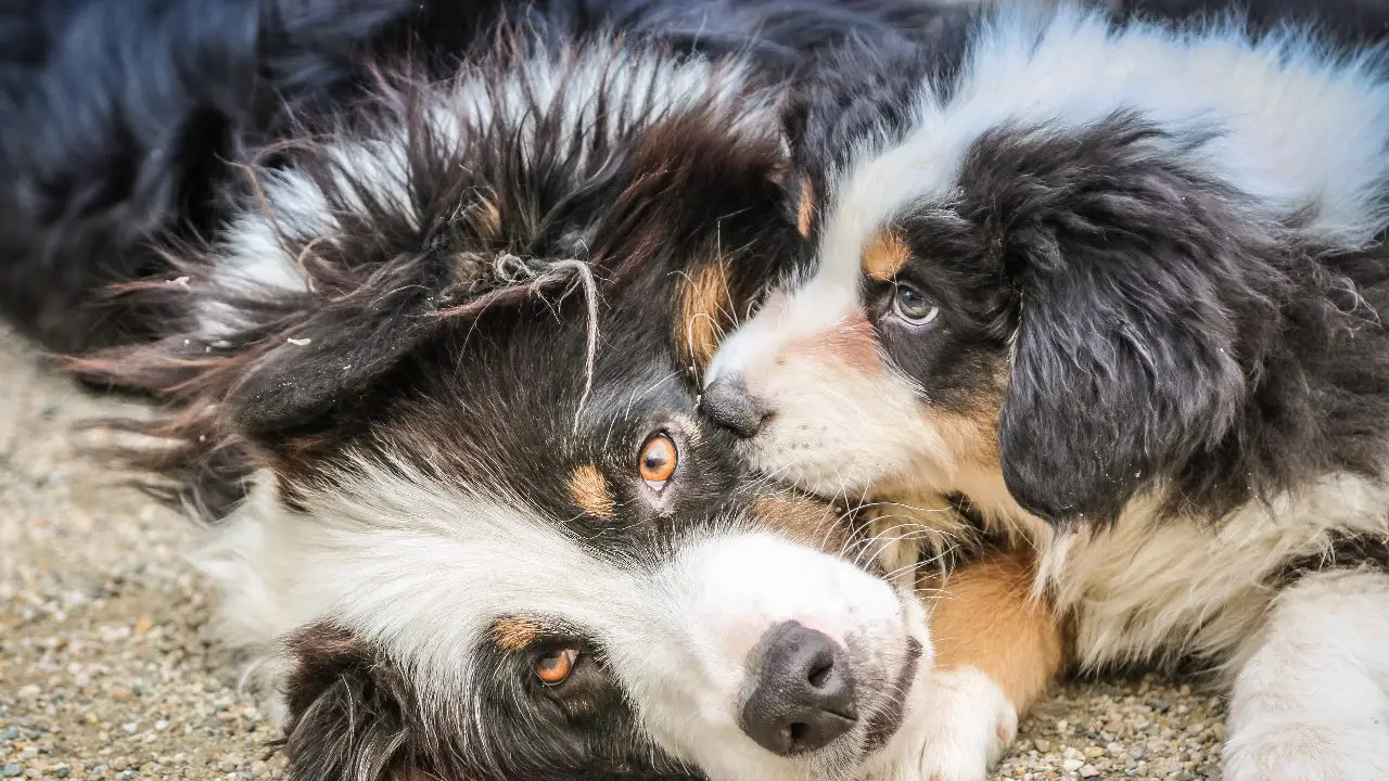 Whether Do Australian Shepherds Like To Cuddle Or Not Answered
