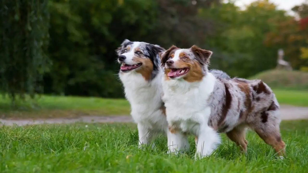 Which Is Better Suited For Your Family - A Mini Or Standard Australian Shepherd
