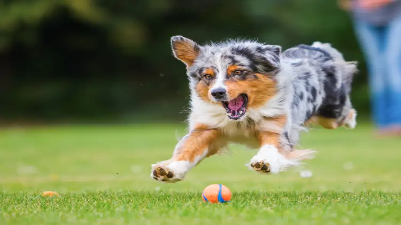 Which Is Easier To Train: Male Or Female Dogs
