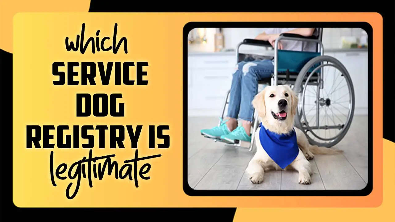 Which Service Dog Registry Is Legitimate