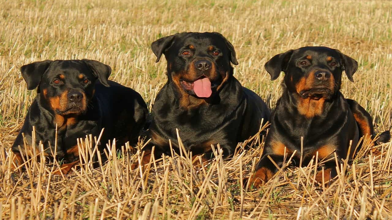Why Are Rottweilers Perfect For Jobs