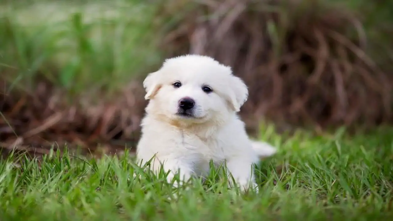 Why Consider Getting A Great Pyrenees Puppy