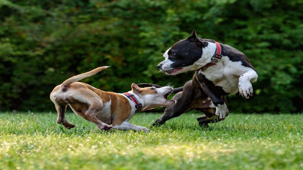should-you-let-your-dogs-play-fight-unlock-the-truth