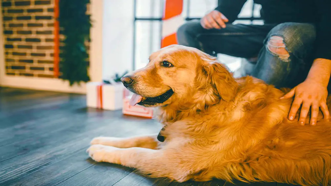 Why Do Golden Retrievers Lay On Your Feet