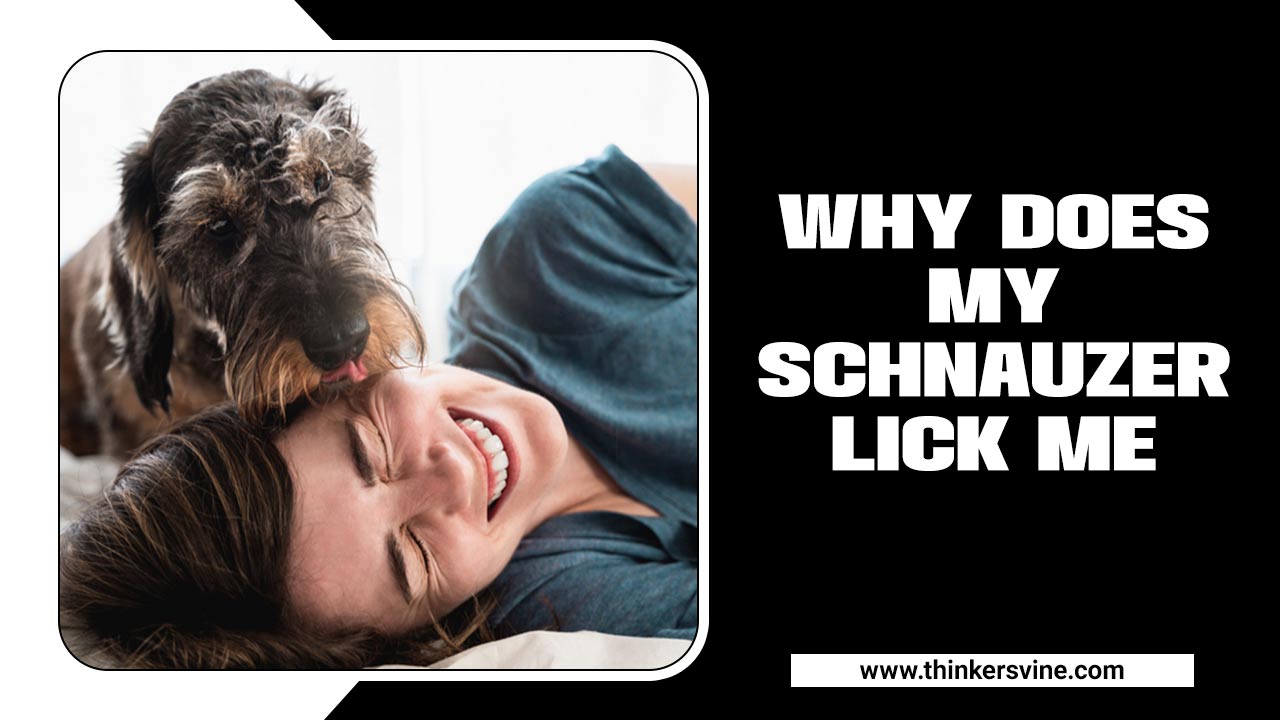 Why Does My Schnauzer Lick Me