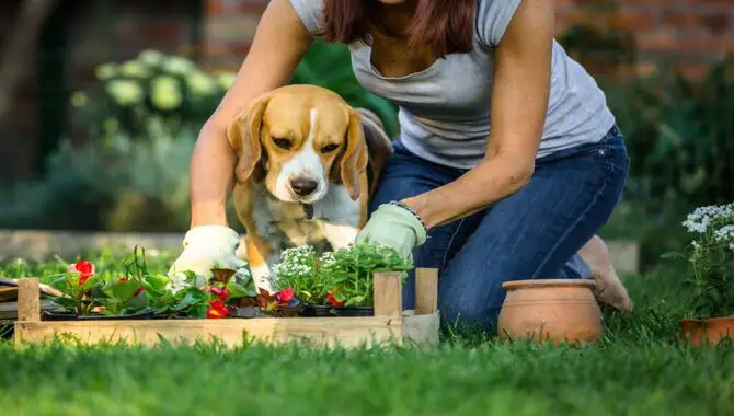 Why Dogs Are Attracted To Gardens