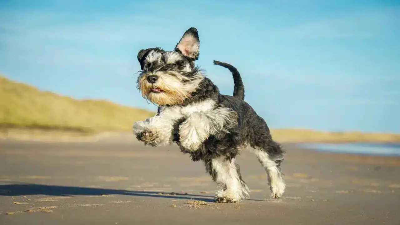 Why Is Understanding Your Schnauzer's Vision Important