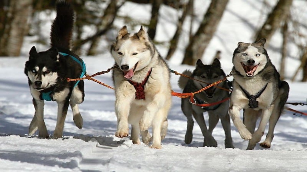 Why Jobs Are Beneficial For Huskies