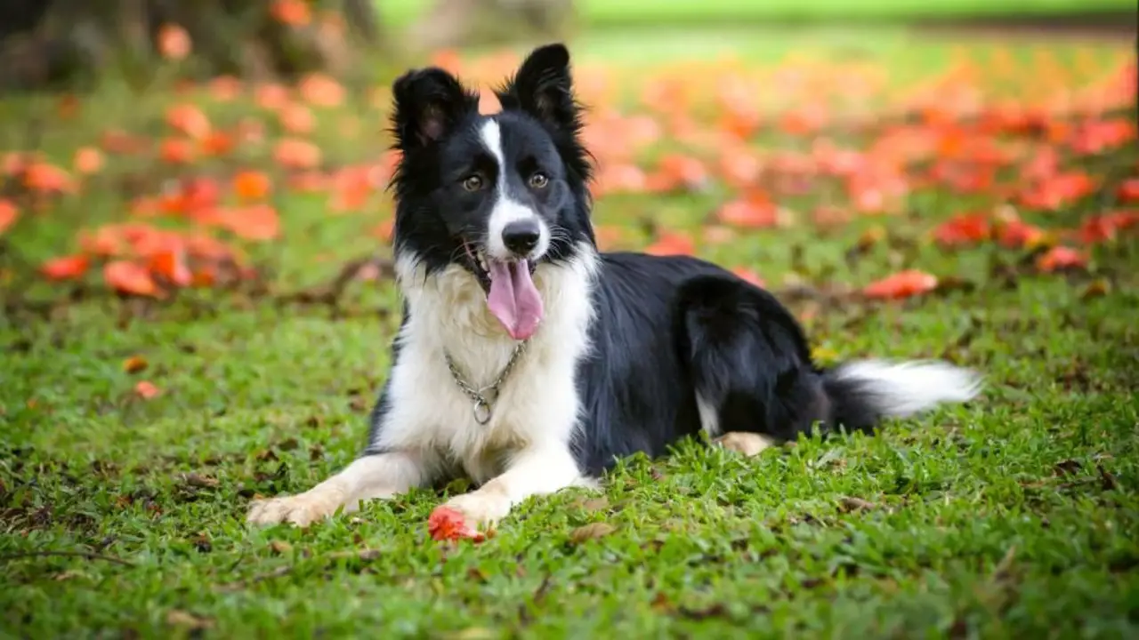 Why Jobs Are Essential For Your Border Collie