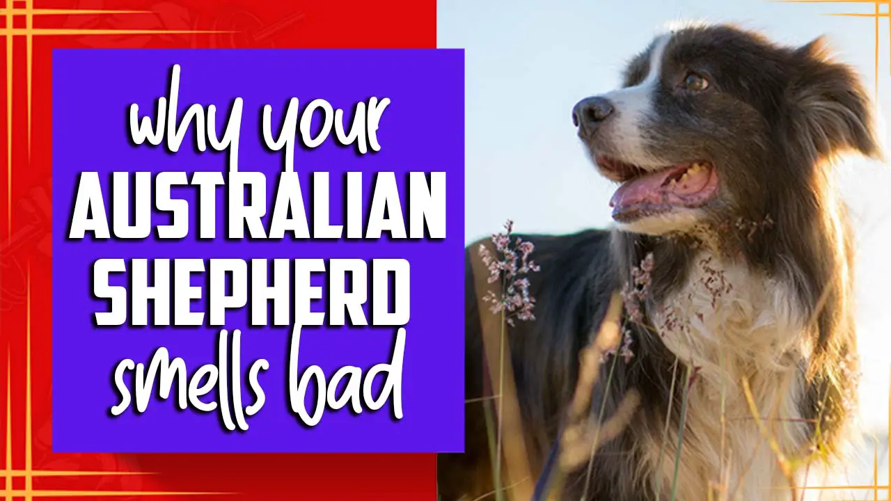 Why Your Australian Shepherd Smells Bad