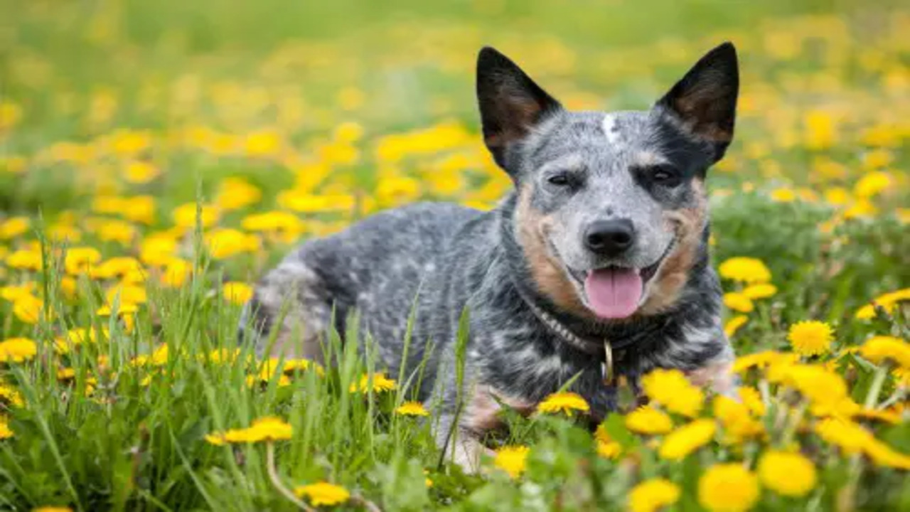 Why Your Blue Heeler Might Show Affection Differently