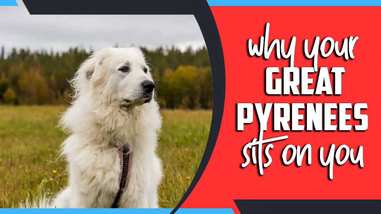 Why Your Great Pyrenees Sits On You