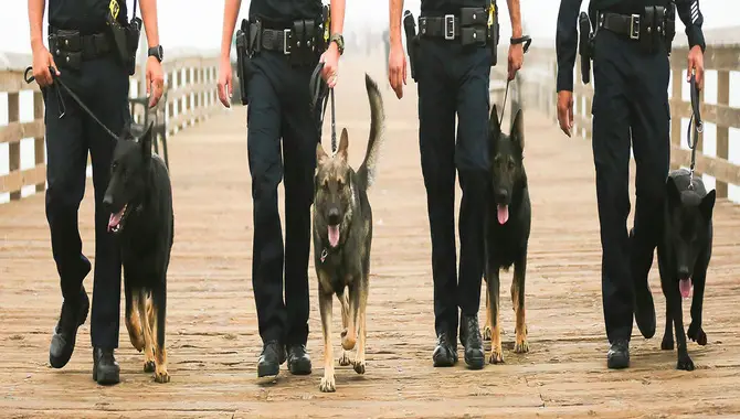 Working Dogs Police, Military, And Service Dogs