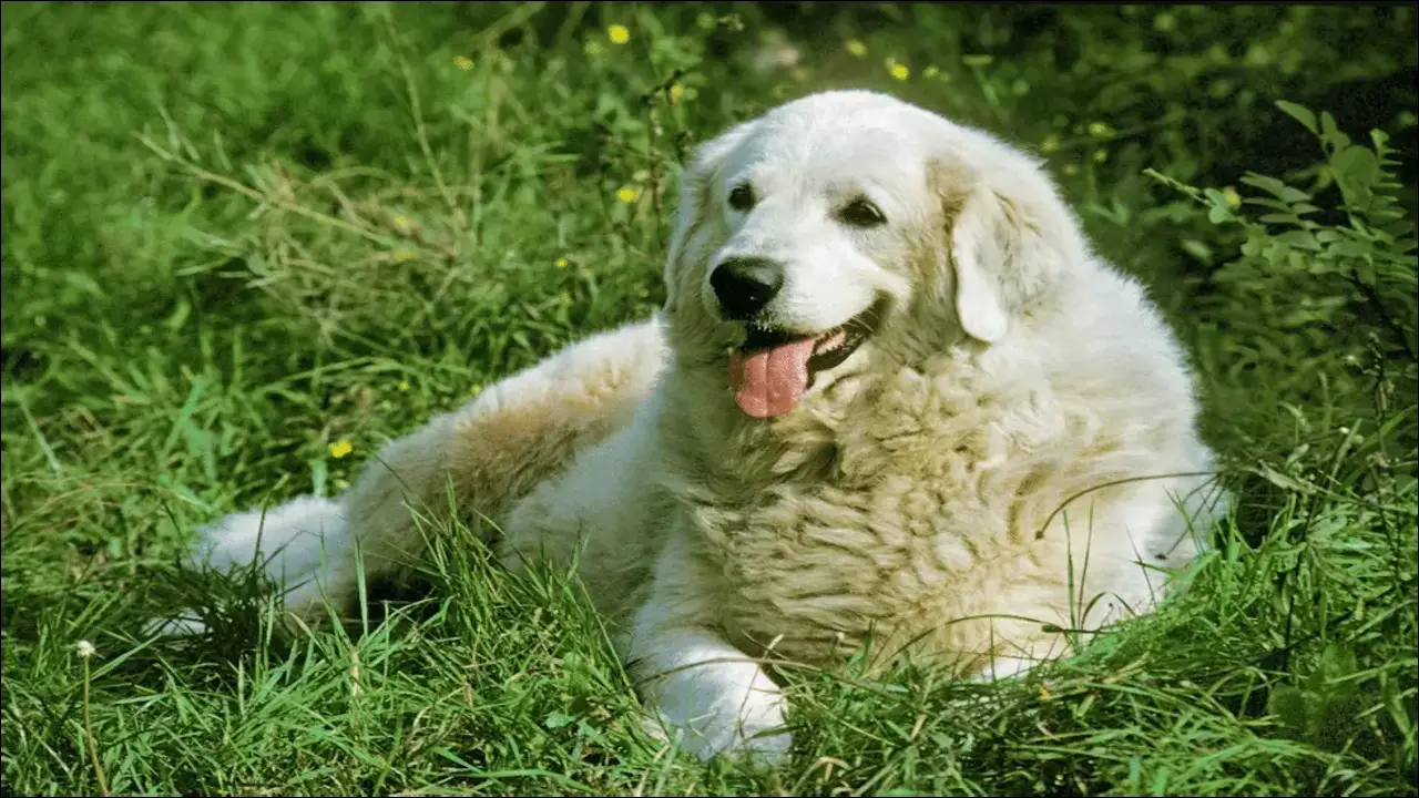 Your Pyrenees Is Trying To Cheer You Up