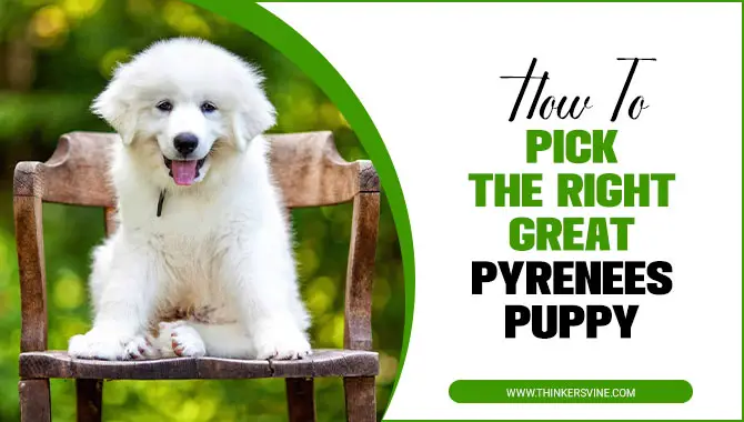 how to pick the right great pyrenees puppy