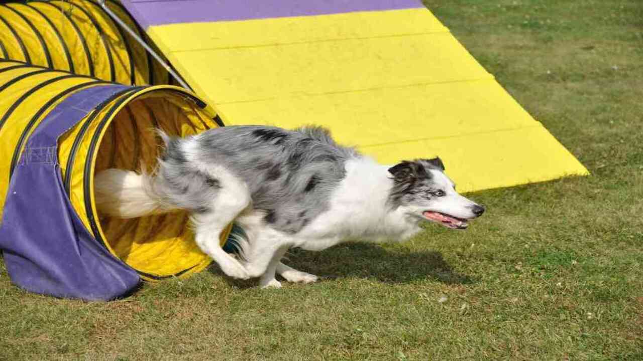 Australian Shepherds Are Hyper