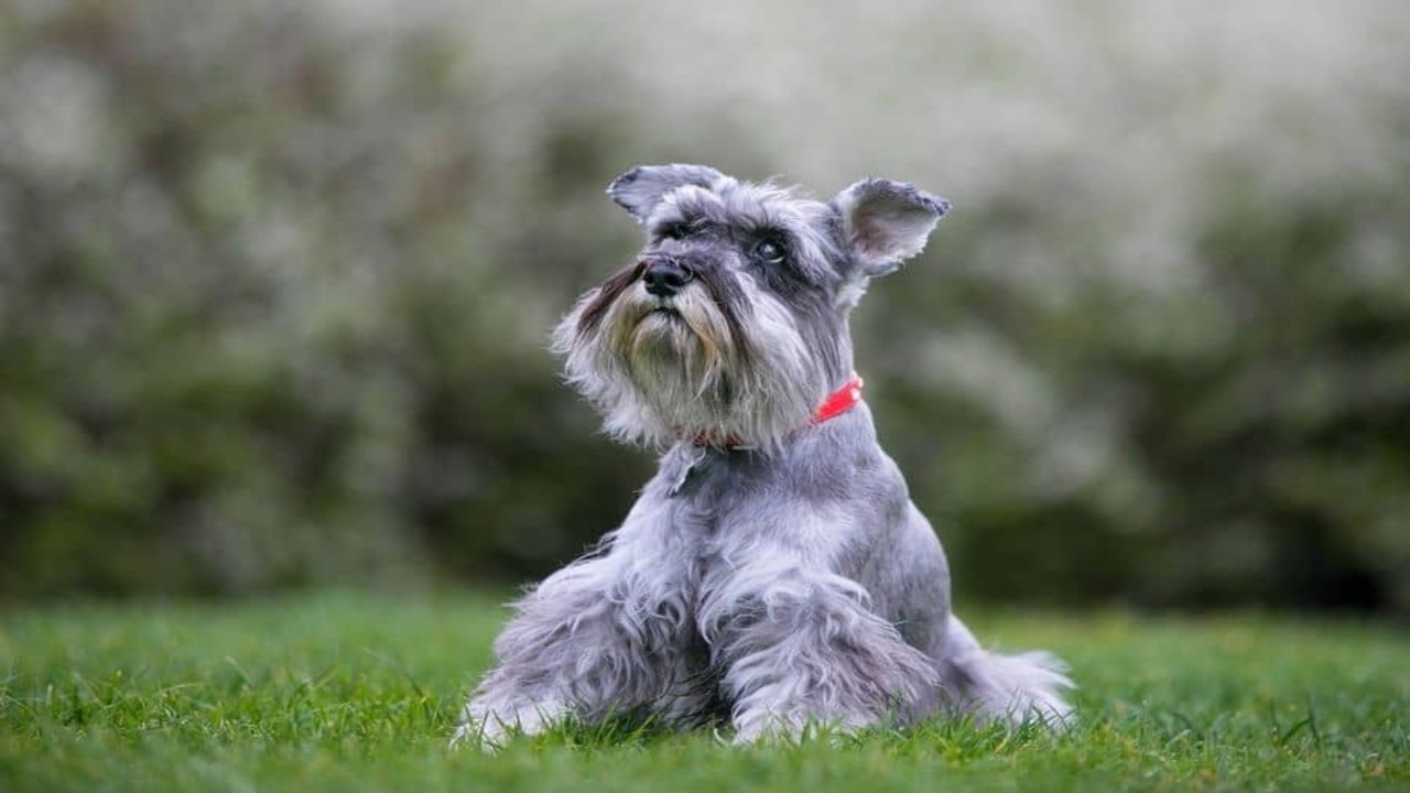 15 Top Choices On Female Schnauzer Names For Your Furry Friend