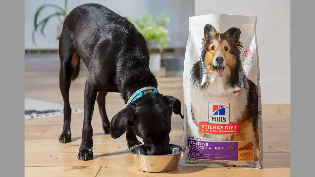 5 Purina Pro Plan Dog Food Alternatives Reviewed